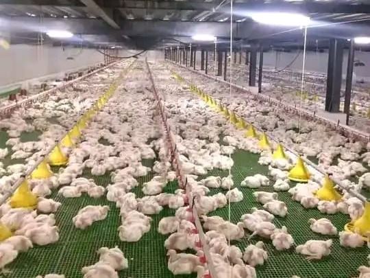 Poultry Farming 2